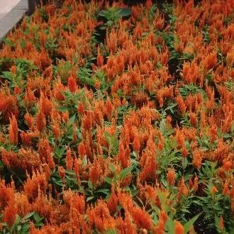 thumbnail for publication: Celosia plumosa Cockscomb
